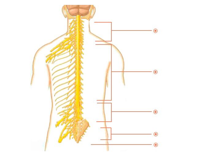 saraf tulang belakang